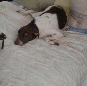 Meet your Posher, Ellen